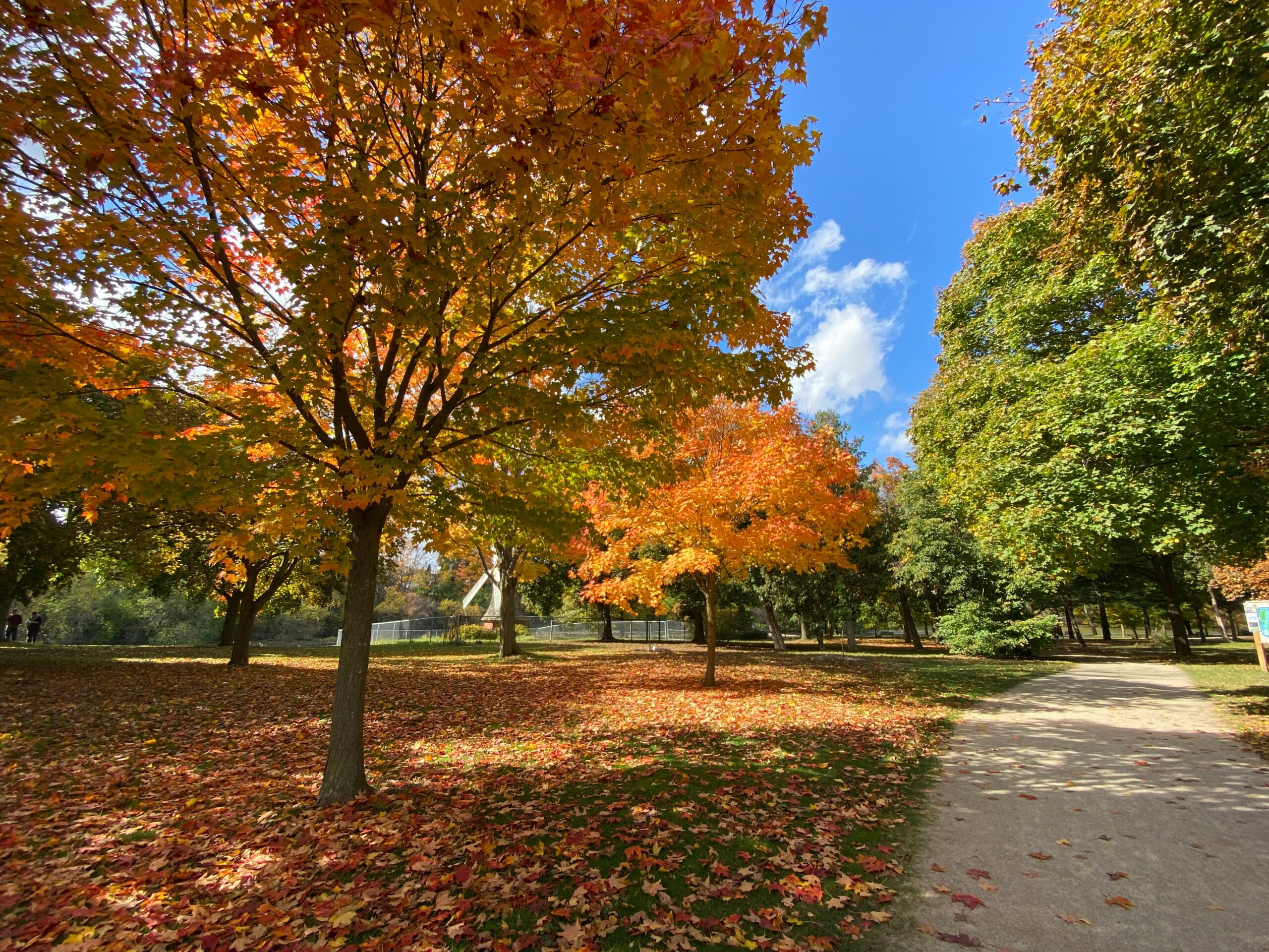 Fall Season trees