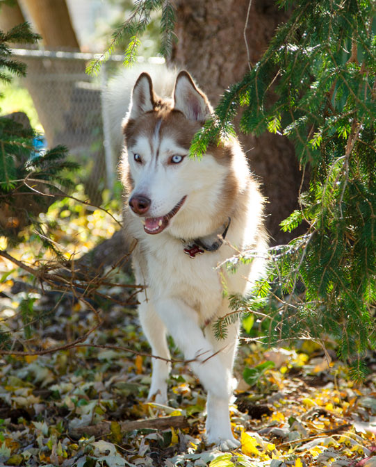 Red dog in trees